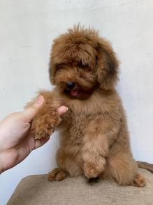 Poodle Mix Shih Tzu