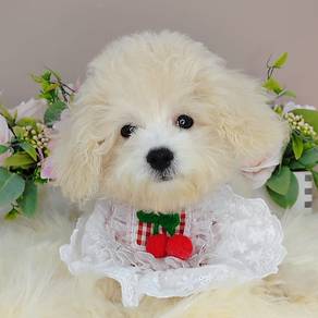Maltipoo