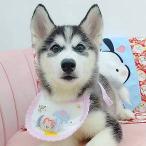 Alaskan Wooly Husky
