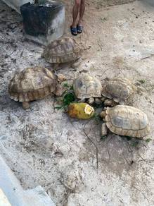 sulcata tortoise for sale