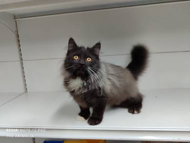 non standard munchkin