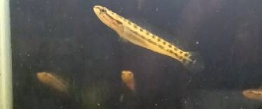 channa bankanensis