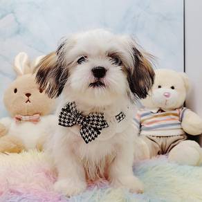 Shih Tzu