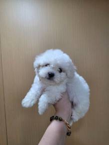 Bichon Frise Baby Boy