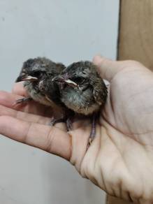 Merbah kapur jinak anak suap sepasang