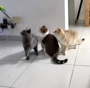 British Shorthair