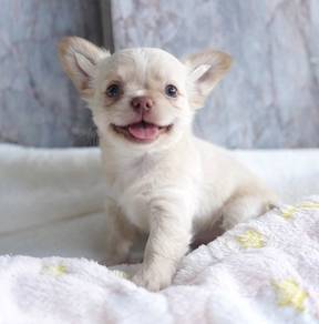 CHIHUAHUA PUPPIES VIP239🌷Head Apple Cute Dog