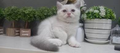 Pure BSH kitten White