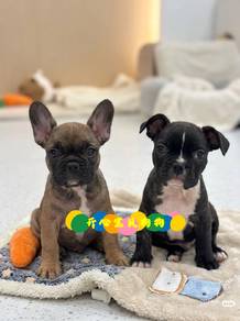 French Bulldog (M/F)