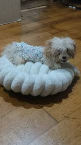 Maltipoo 