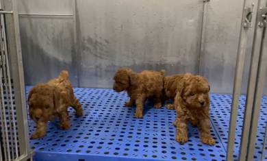 Pure Breed Toy Poodle  (2M2F) 纯种玩具贵宾 JB Area ONLY