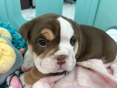 English Bulldog Puppy 666