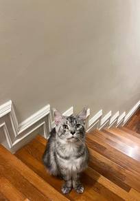 Grey Maine Coon 
