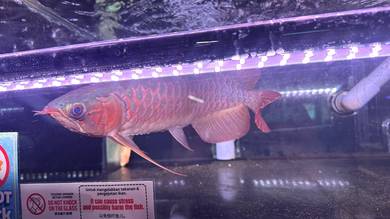 Indonesia Super Red Arowana