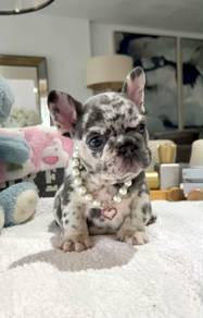 gggs-W330D French Bulldog Merle Tan pretty puppy