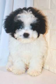 J0306 Shihpoo Little Bear Look Puppy