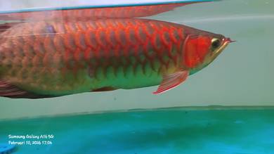 Arowana S.R Kapuas 20"+-