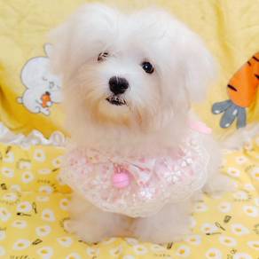 Maltipoo