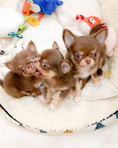 apple head Chihuahua y