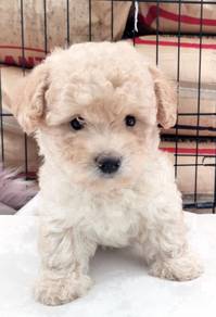 P6223 Tiny Poodle sweetheart little pet dog