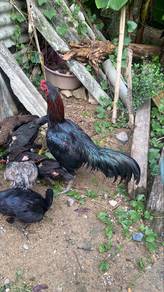 Ayam Pama Jalan