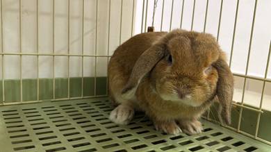 Holland Lop Rabbit, 1 Year Old, Female, Fatty Cute
