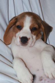 J0840 Beagle Beautiful Coat Puppy