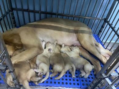 Golden retriever