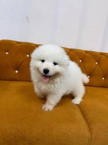 Samoyed