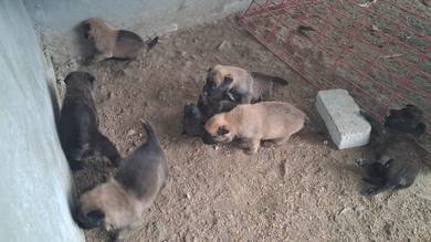 Belgium Malinois 
