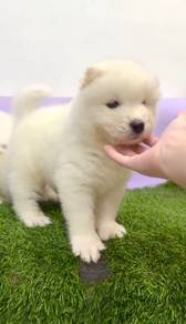 Samoyed
