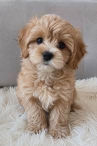 Teddy-like Poodle Little Bear Puppy Baby Puppy