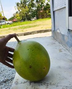 Buah Labu Kayu Matang Segar (2 Biji )