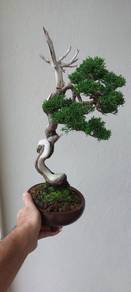 Bonsai Kishu Juniper