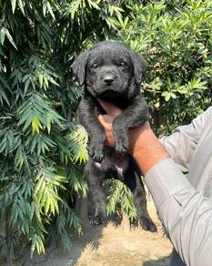 black color Labrador retriever k