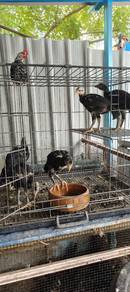 Ayam Ratu Super Green
