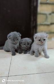 bsh untuk dijual