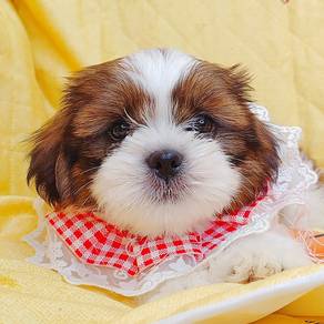 Shih Tzu