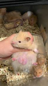 Hamsters