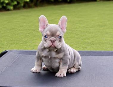 FRENCH BULLDOG PUPPIES FB272🌻Cute Puppy Available