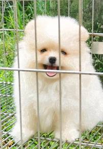 SA-UT12293 #mka Fluffy haired Pomeranian