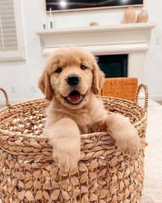 golden retriever puppies 