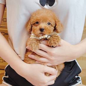 Poodle