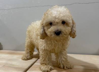 Toy poodle 