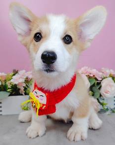 Welsh Corgi