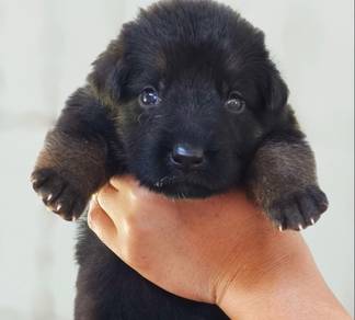 German shepherd show line