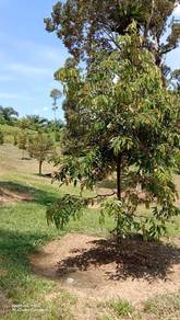Agricultural Land in Bandar Baharu, KDH