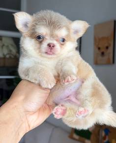 apple head Chihuahua y