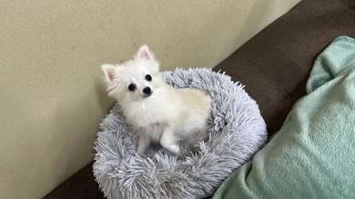 pomeranian  2 puppy 