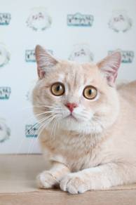 British Shorthair Cream Male